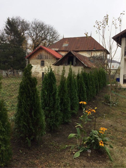 Tuia Smarald / Smaragd / Leylandii / Mesteceni