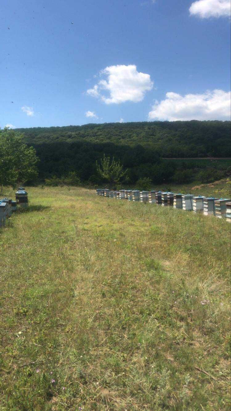Ferma apicola comercializează familii de albine,roiuri și regine