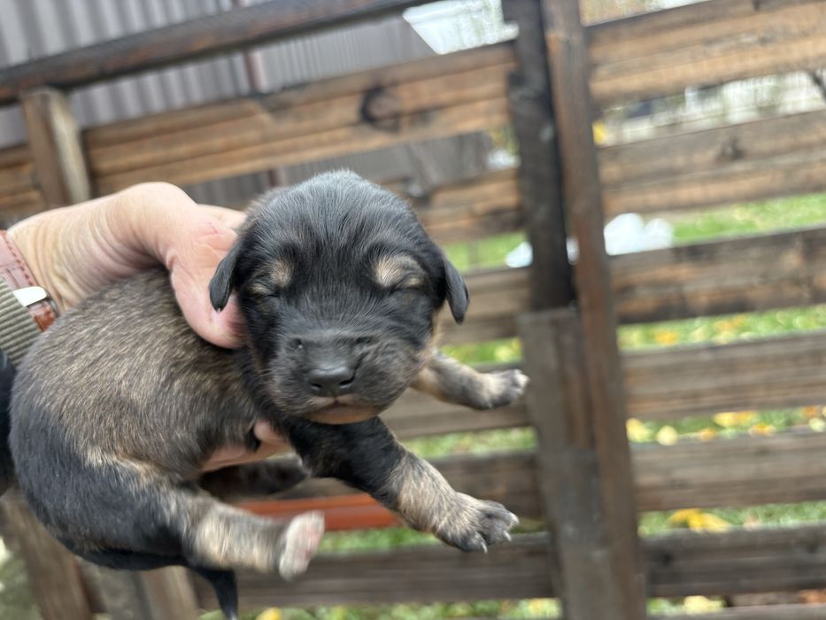 Cautam familii iubitoare pentru 6 catelusi Schnauzer german pitic