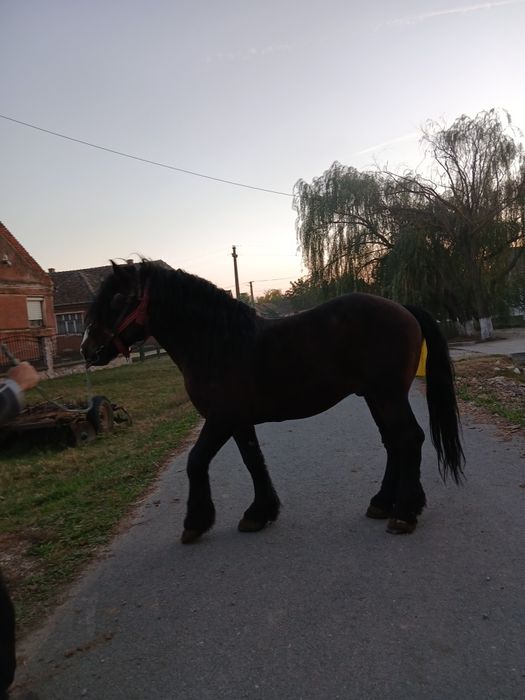 Vând Armasar de 10 ani