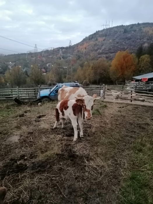 Vand vaci cu vitei