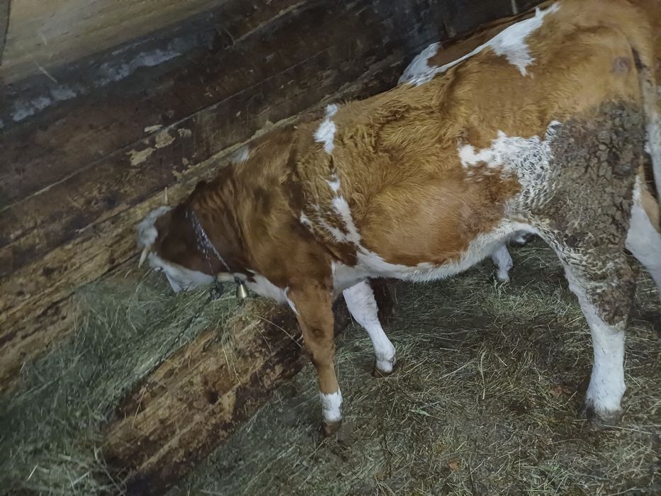 Vând junincă de 2 ani