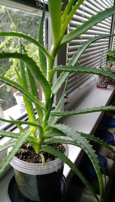 Продавам цветя Алое лечебно