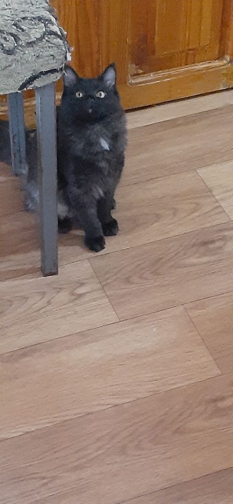 Кошки  котята ангоры