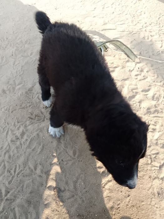 Алабай күшік сатылады