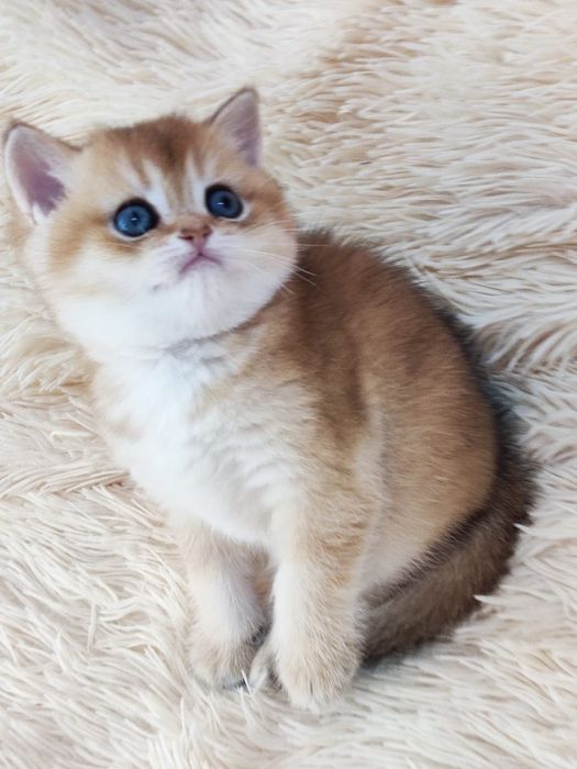 British shorthair gold NY 11 33  masculi.