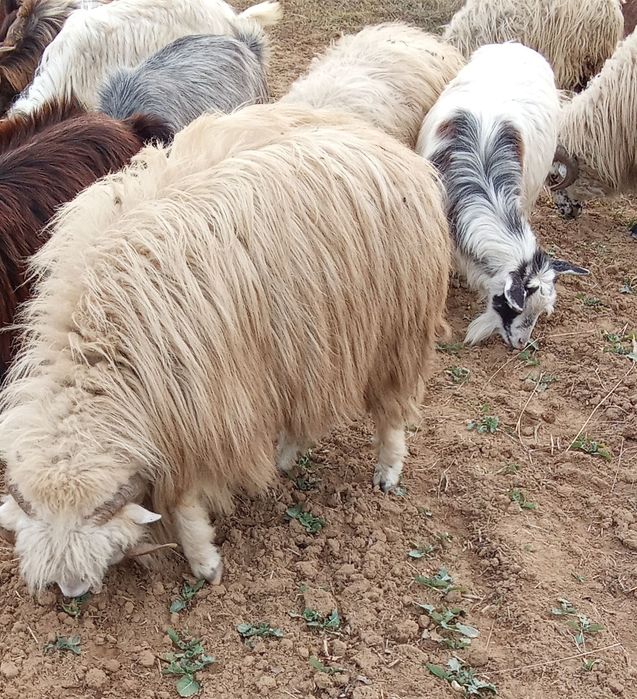 Vând o oaie țurcană