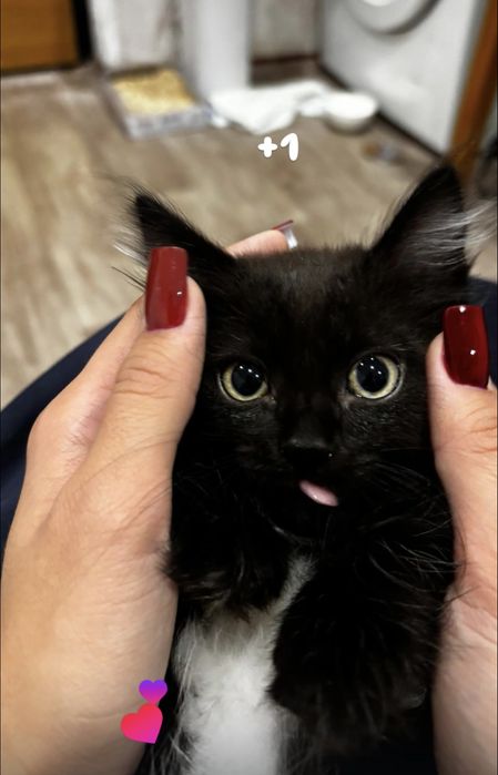 отдам котенка даром
