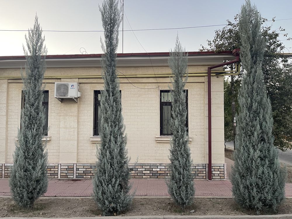 Sotiladi,Продается,аризонский кипарис, arizonskiy kiparis,archa,ёлка