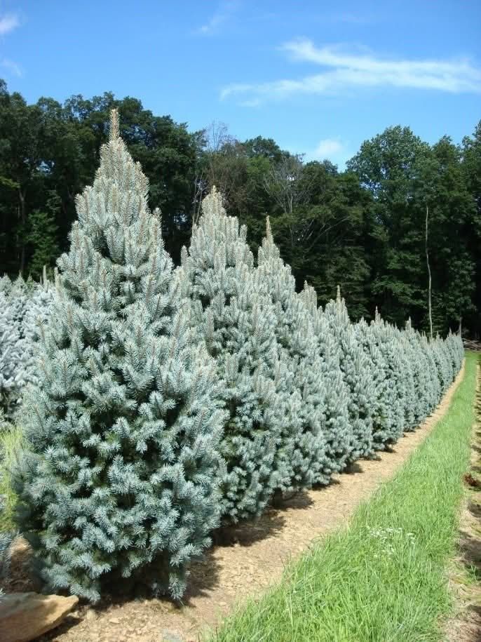 Vand plante ornamentale