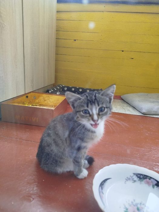 Отдаётся котенок кошечка в добрые руки