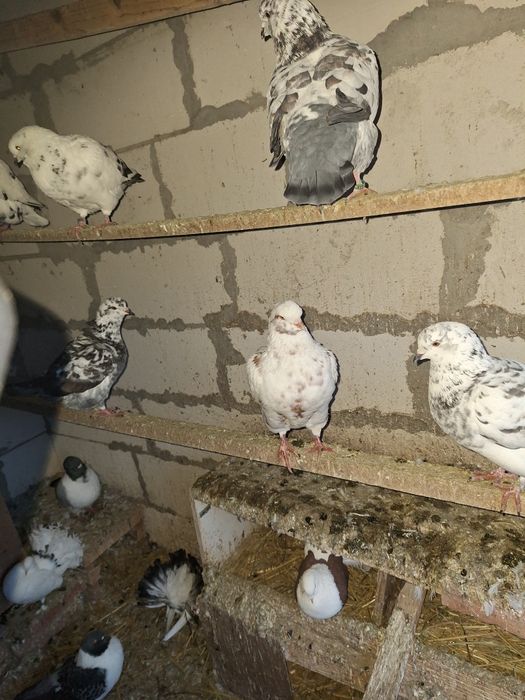 Vand porumbei strasseri.kingi voltati