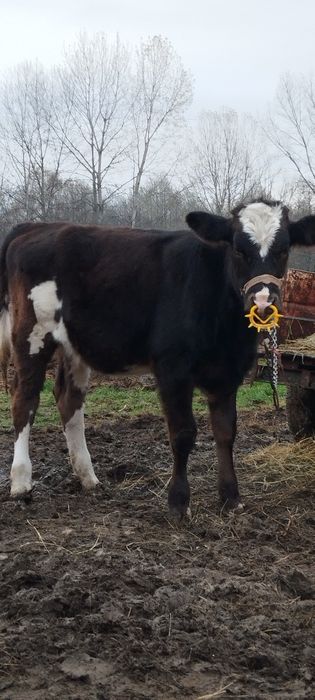 Vând vițea din montă artificiala.