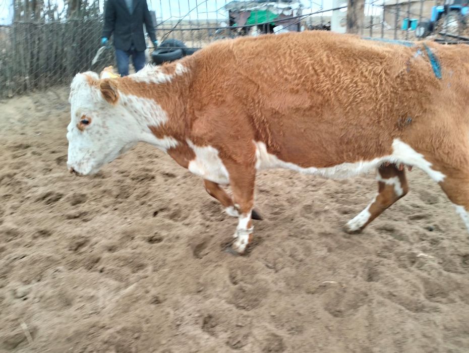 Продам молодую корову