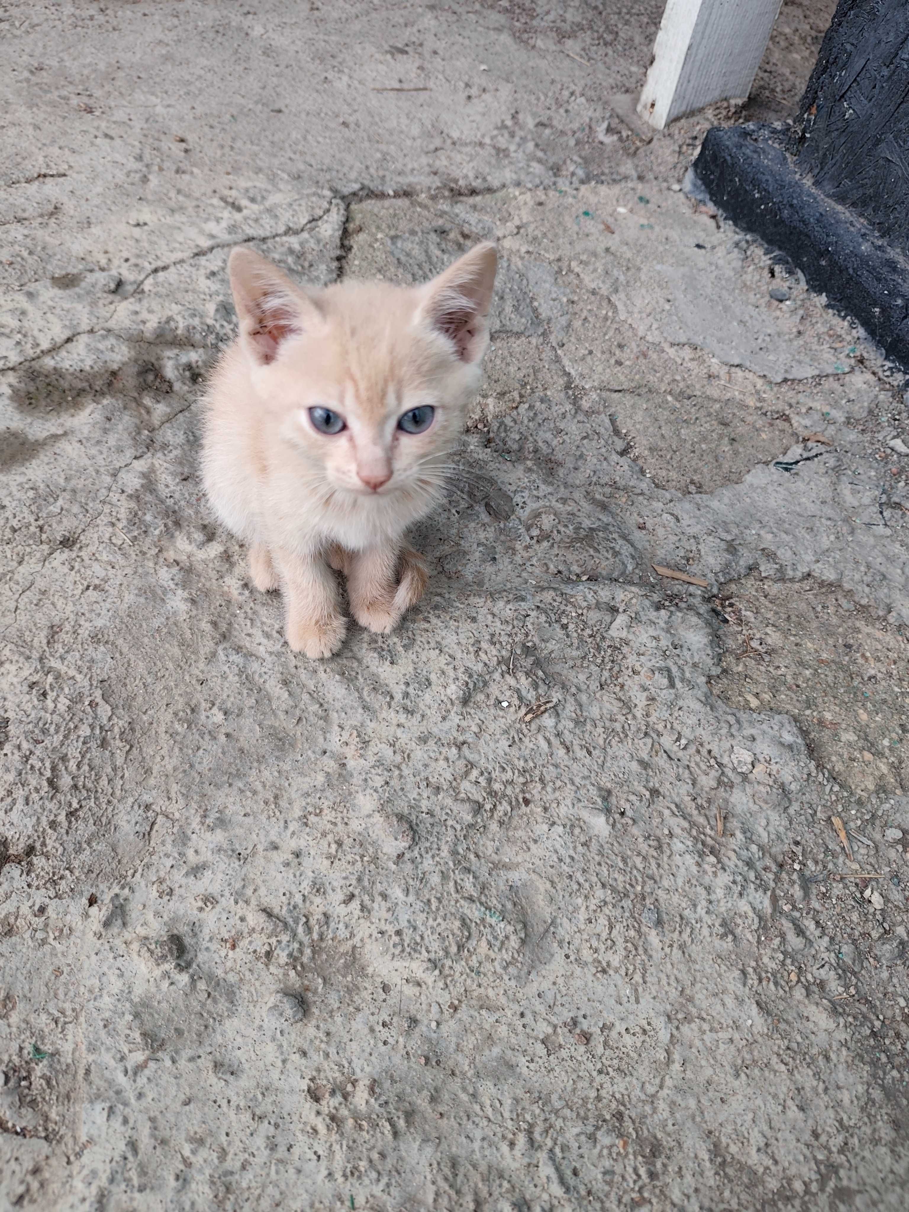 Котята отдам даром