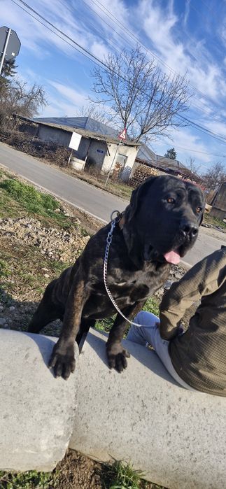 Mascul presa canario