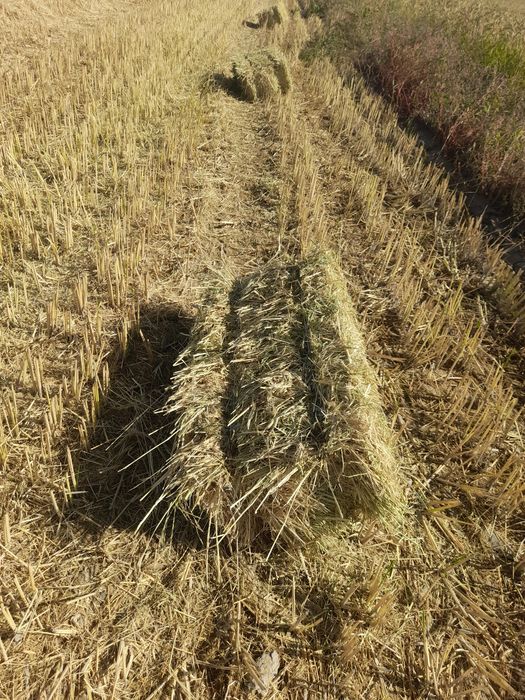 Somon preslar bor otizdo duripdi