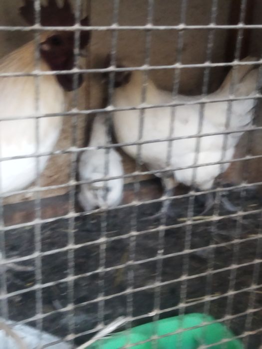 Ухейлюй ( Uheyli) бир оила сотилади.