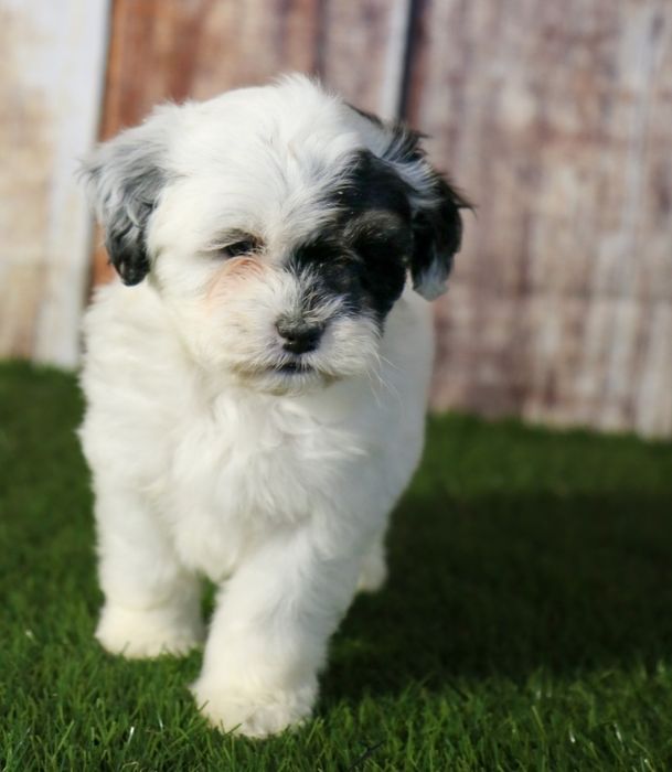 Bichon  havanez  fetiță