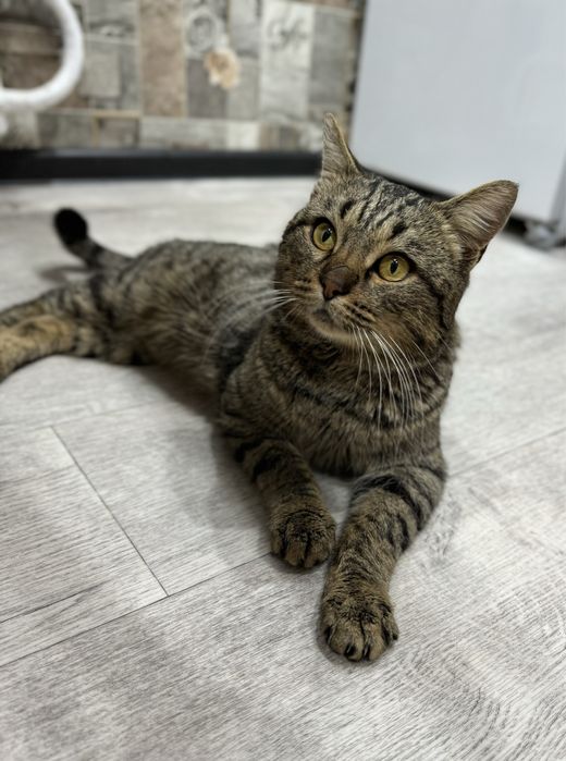 Отдаём в добрые руки ласкового котика