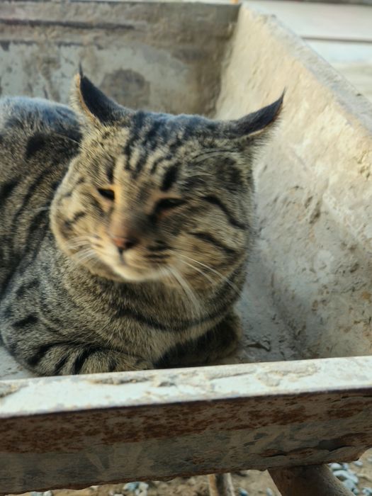 MUSHUK Juda oĝir va yoqim toy