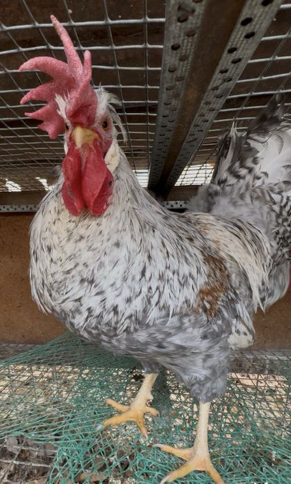 Петушки кремового легбара