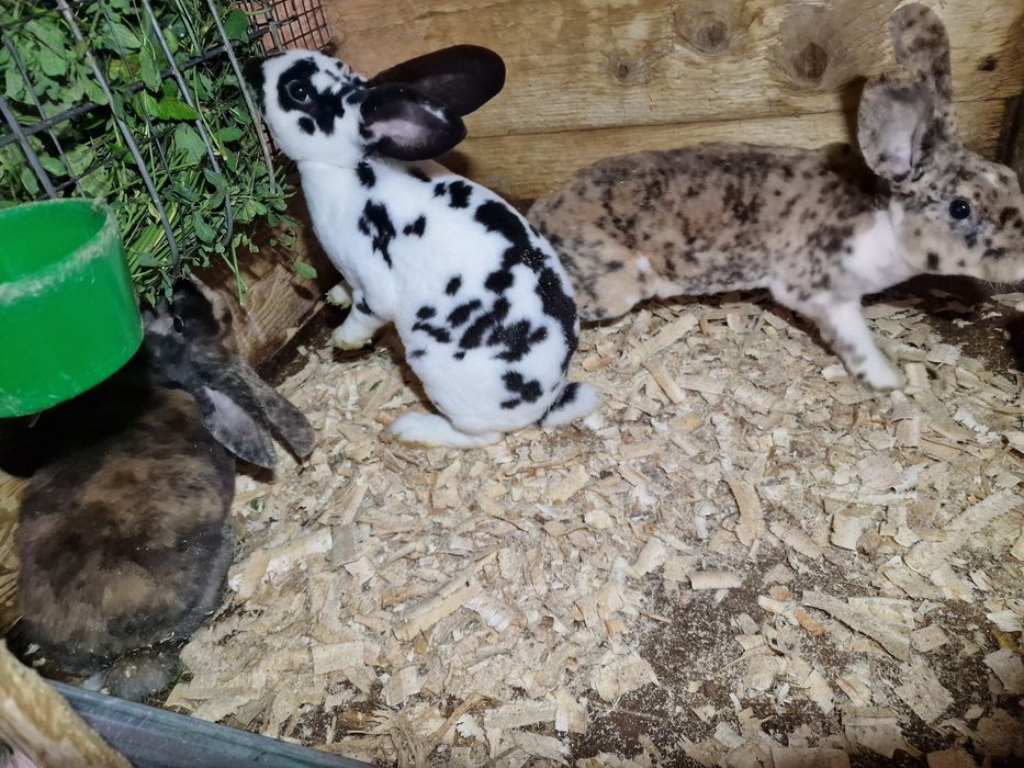 Rex dalmatian si cap de leu
