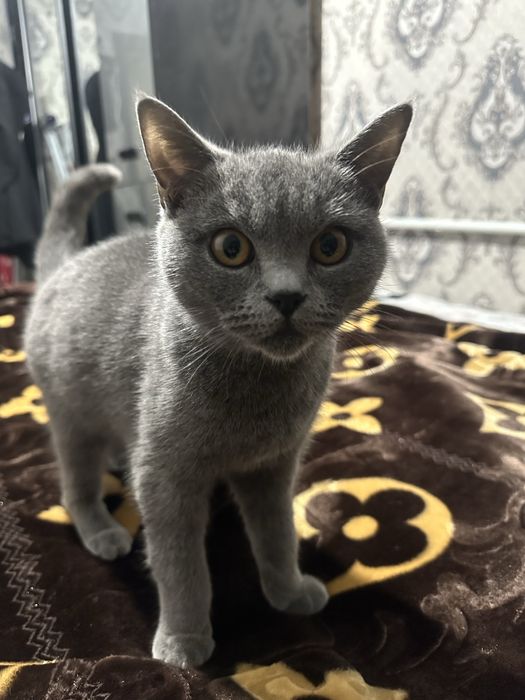 Скотиш страйт сотилади кизбола тоза