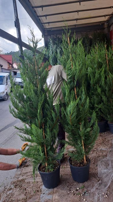 Tuia Leylandy,smarald columnaris.