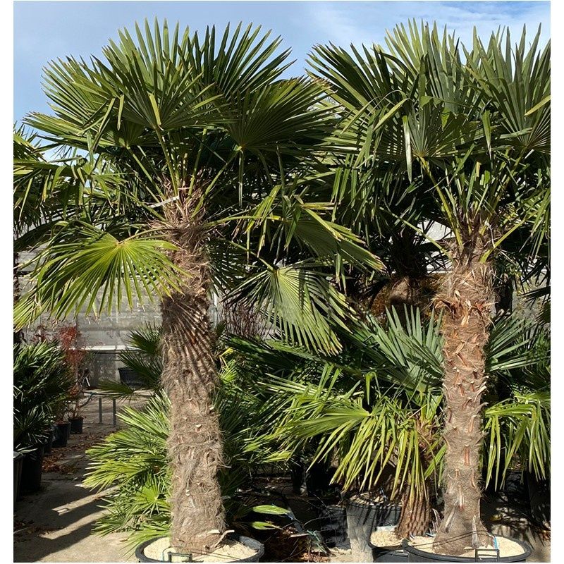 Palmieri rezistenți la îngheț de exterior, trachycarpus fortunei