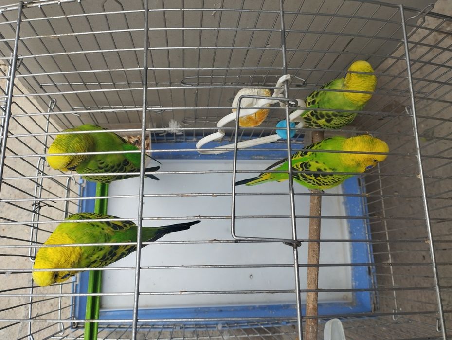 To'tiqush, попугай