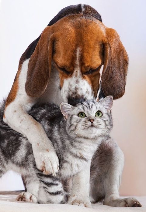 Передержка Собак и Кошек