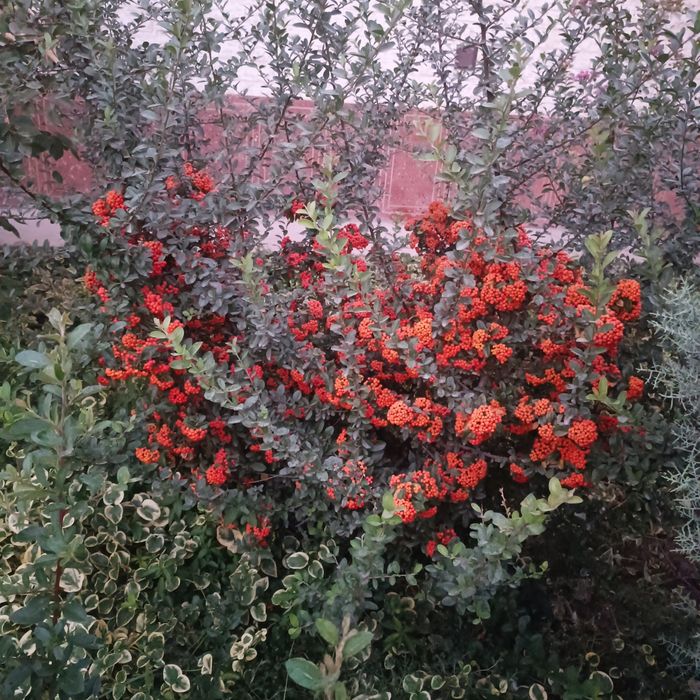 Пироканта кустарник