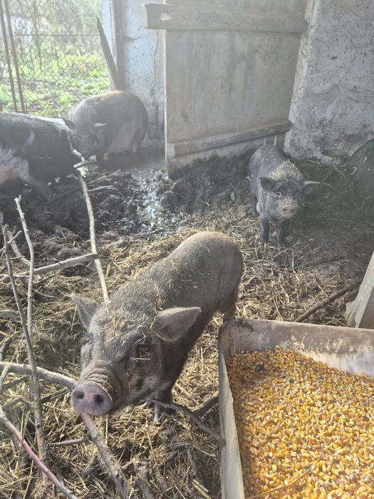 Виетнамски прасета