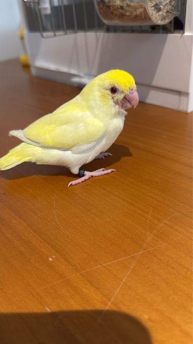 Papagal forpus coelestis cremino