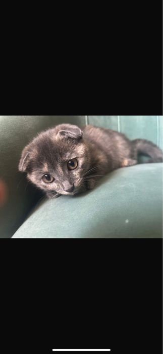 Продам вислоухих котят