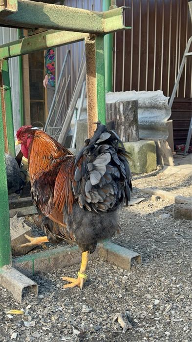 Familie Wyandotte rosu albastru auriu, GSG splash si argintiu 3+1