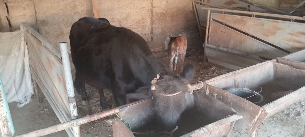 Мол сотилади спочна