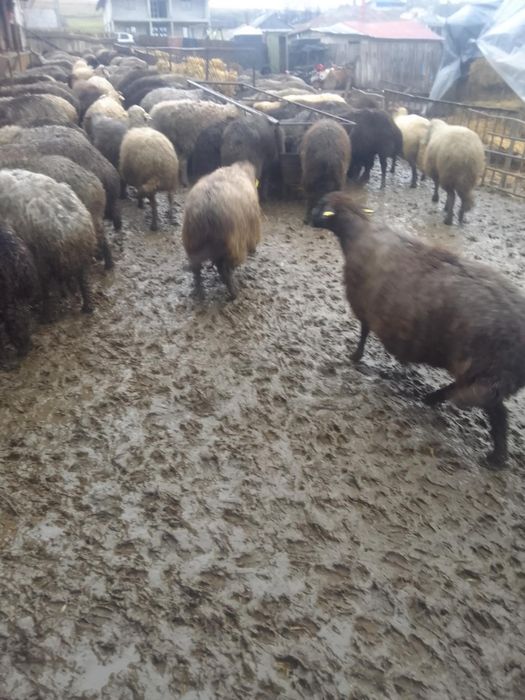 Vând Oi caracul 100 buc  gestante.