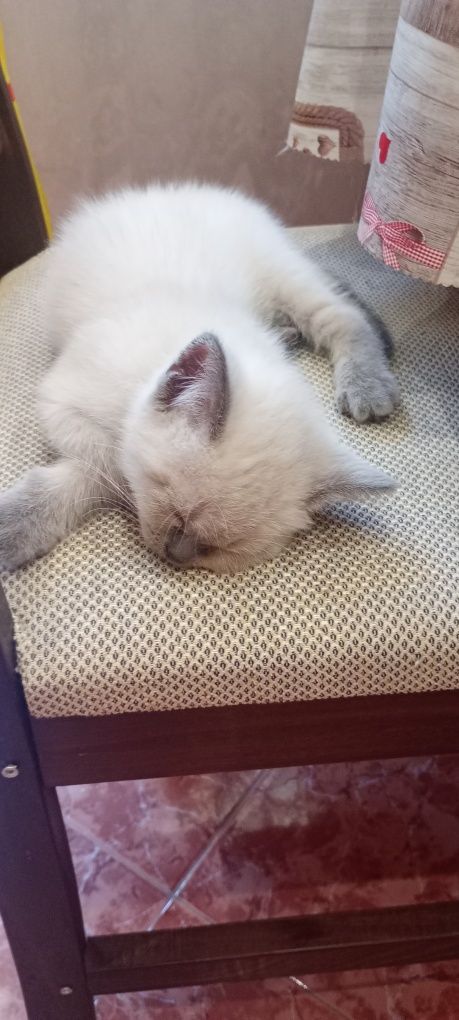 Британски котенца