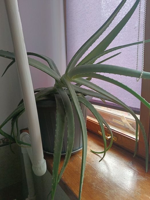 Продам алое лечебное