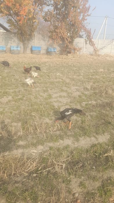 Dakan xo'roz va tovuqlar sotiladi realniy oladiganlar tel orqali