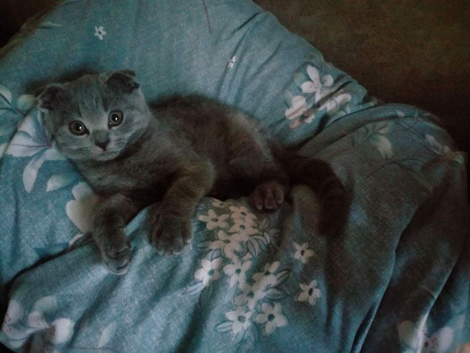 Бронь  на котят британкой породы