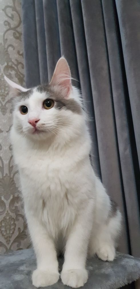 Mushuk Sotiladi Zotli