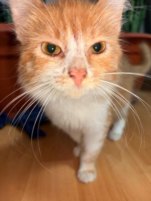 Отдам малыша в добрые руки