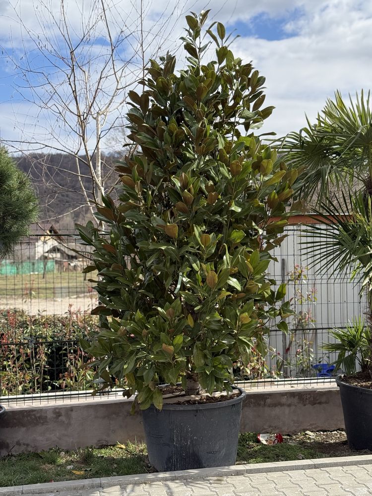 Vând plante ornamentale calitate extra !
