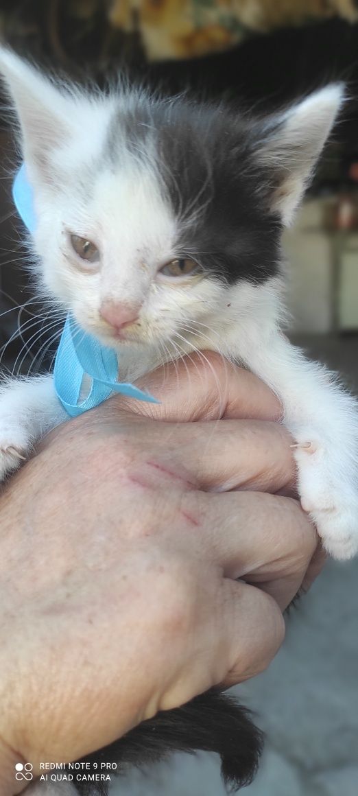 Котята бесплатно