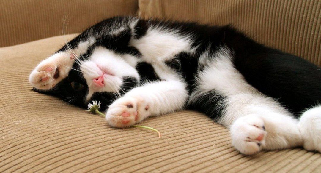 Бесплатно котёнок
