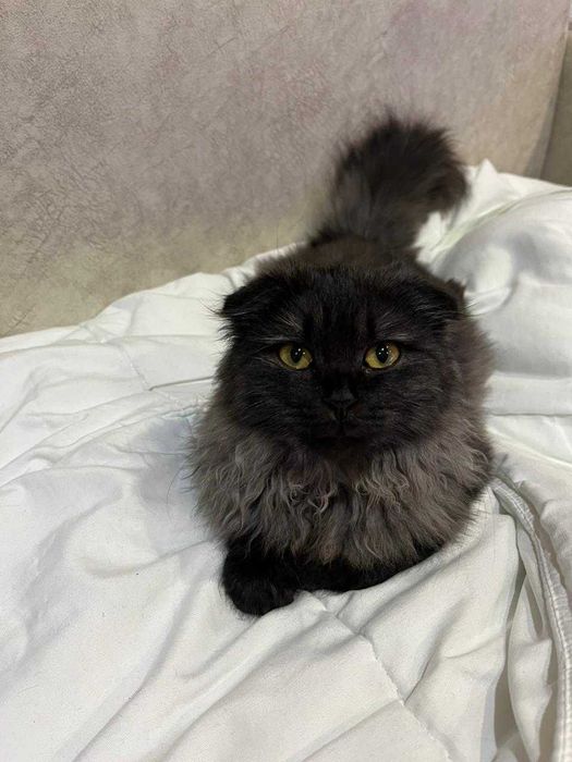 Кошечка ищет дом и любящих хозяев