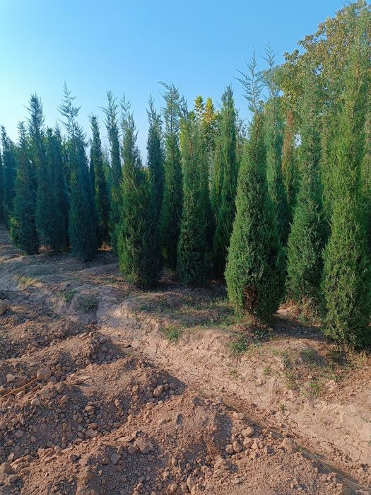 Galuboy kepars hammasi spiral marjavenik pramoy b